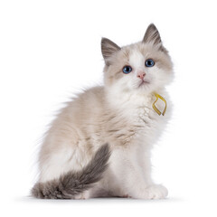 Adorable blue bicolor Ragdoll cat kitten, sitting side ways. Looking towards camera with blue eyes. Isolated on a white background.