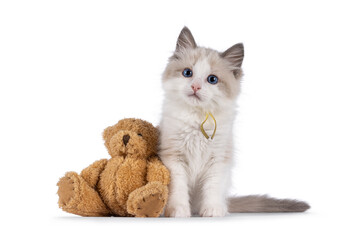 Adorable blue bicolor Ragdoll cat kitten, sitting beside brown teddy bear. Looking towards camera with blue eyes. Isolated on a white background.