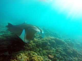 Fototapeta na wymiar Reef Manta Ray (Mobula alfredi) feeding above the reef off of Naviti Island, Fiji