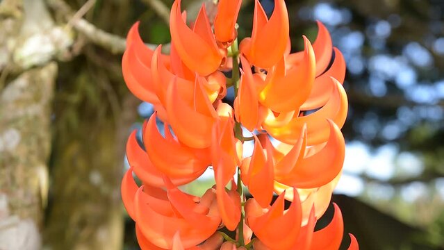 One-seeded Butea, Magnificent Butea, or Forest Flame, Broadsword, Parrot Tree, amazing nature of thailand
