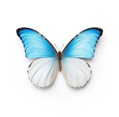 White Morpho Butterfly with Black Pattern and Blue Tint Isolated on White Background, generative AI