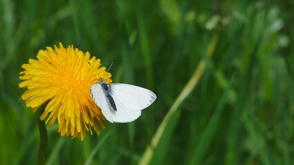 A white butterfly on a dandelion eats nectar © Rbizon
