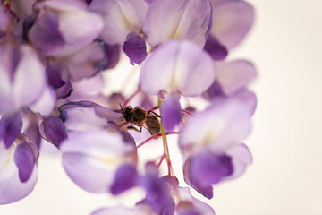 imagen de una abeja polinizando una syringa lila