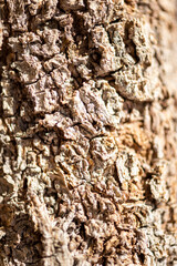 imagen detalle textura corteza árbol 