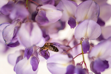 imagen de una abeja polinizando una syringa lila