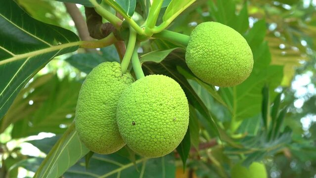Group of breadfruit on a tree