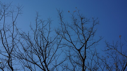 The clear blue sky view with the bare trees in winter