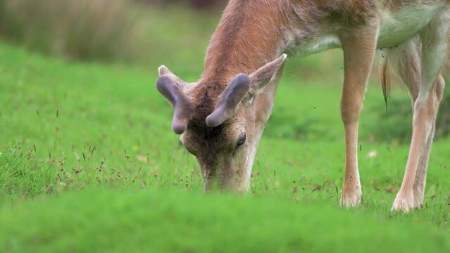 Extreme close up of Fallow deer's head whiles grazing in a field