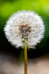Dandelion flower (Taraxacum officinale) with spherical seed head or parachute ball backlit by low sun. Macro close up of wide spread weed herb in a garden in Sauerland Germany. Blurred background.