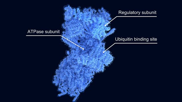 The 26S proteasome going through several conformations after being activated. The ribbon structure of the protein chain is shown in between.