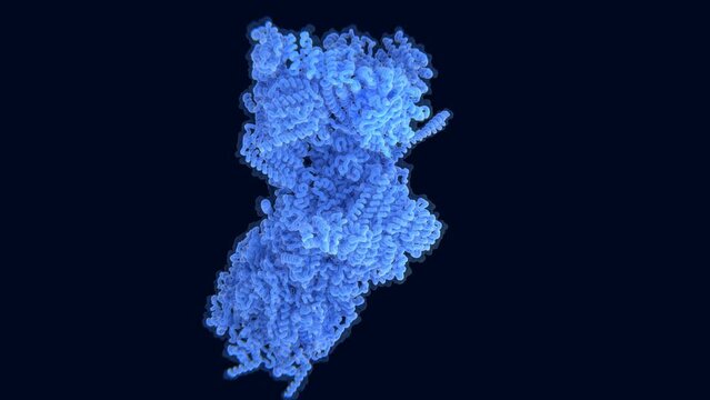The 26S proteasome going through several conformations after being activated. The ribbon structure of the protein chain is shown in between.