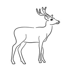 Deer in doodle style. Icons sketch hand made. Vector.