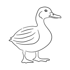 Duck in doodle style. Icons sketch hand made. Vector.