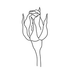 Rose flower bud on stem line art. Hand drawn realistic detailed vector illustration. Black and white clipart.