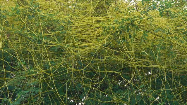 Cuscuta chinensis plant or dodder growth on a tree