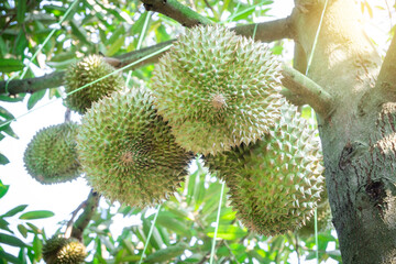 Monthong durian product from Thailand