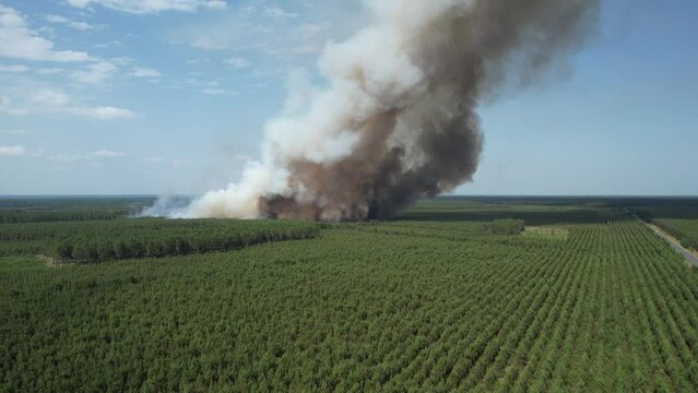 Fire in the pine forest of the heaths, Aquitaine, France