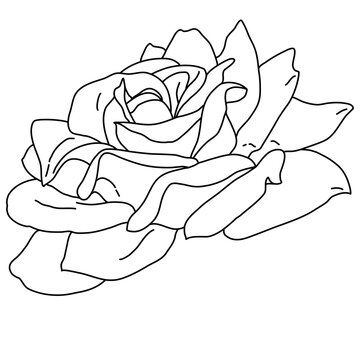 Rose flower blooming line art. Hand drawn realistic detailed vector illustration. Black and white clipart.