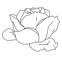 Rose flower blooming line art. Hand drawn realistic detailed vector illustration. Black and white clipart.