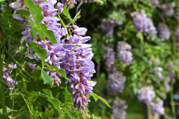 Purple clusters of flowers on wisteria tree blooming in the spring