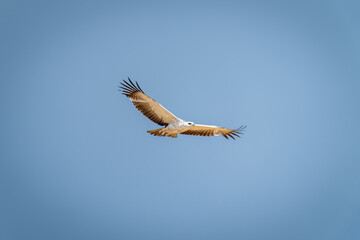 Young martial eagle flies across blue sky