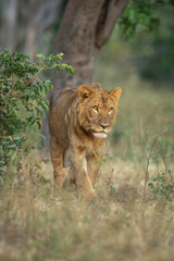 Young male lion walks past leafy bush