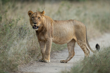 Young male lion stands staring on road