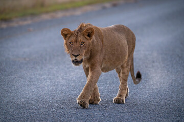 Young male lion walks along paved road