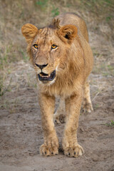 Young male lion stands with open mouth