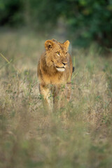 Young male lion stands staring near bushes