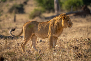 Young male lion stands staring on grassland