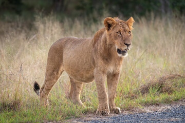 Naklejka na ściany i meble Young male lion stands beside paved road