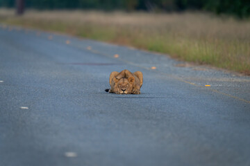 Young male lion lying staring on road