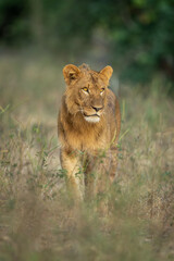 Young male lion stands staring amongst bushes