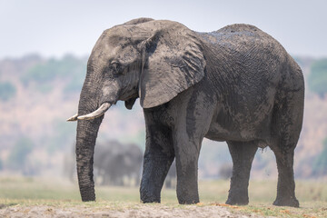 African bush elephant stands on grass plain