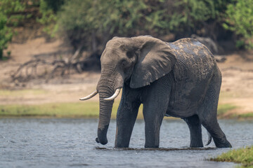 Naklejka na ściany i meble African bush elephant wades through shallow river