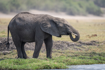 Fototapeta premium African bush elephant stands by river drinking