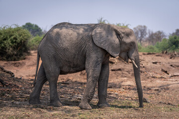Fototapeta na wymiar African bush elephant stands in dappled sunshine