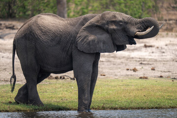 African bush elephant stands drinking by river