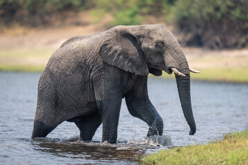 Fototapeta na wymiar African bush elephant splashes out of river