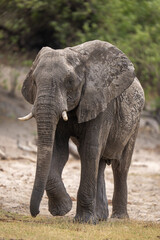 Fototapeta na wymiar African bush elephant raises foot approaching camera