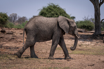 Fototapeta na wymiar African bush elephant passes tree in sunshine