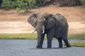 African bush elephant stands in shallow water