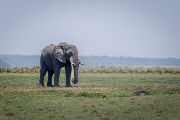 African bush elephant stands on floodplain grazing
