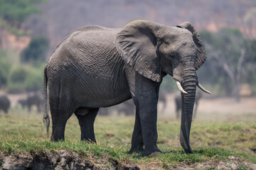 African bush elephant standing on grassy riverbank
