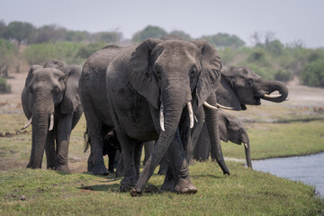 Fototapeta premium African bush elephant pride stands on riverbank