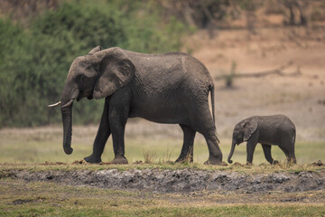 African bush elephant crosses grass with calf