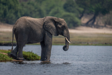 African bush elephant stands beside calm river