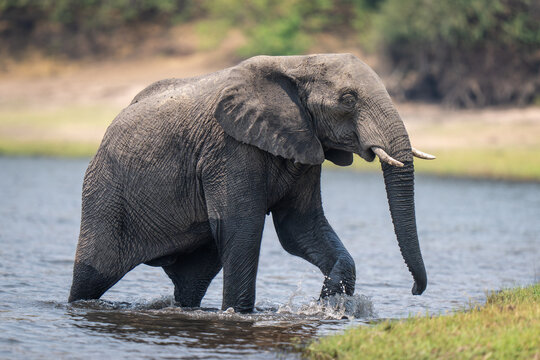 African bush elephant splashes out of river