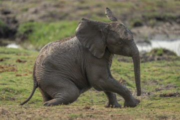 Naklejka na ściany i meble African bush elephant calf sits on riverbank